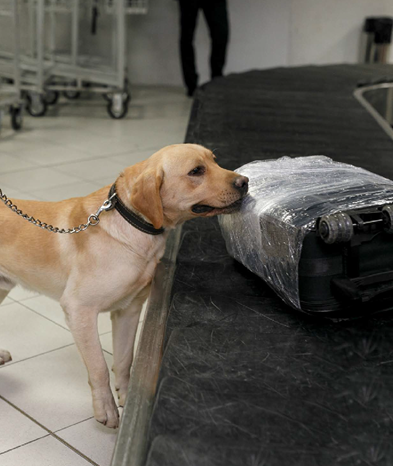 Dog sniffing luggage at airport